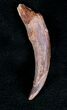 Large Pterosaur Tooth - Kem Kem Beds #20083-1